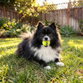 SqueakAir Balls, 3 Pack