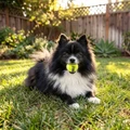 SqueakAir Balls, 3 Pack