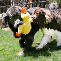 Comfort Jumbo Duck, Assorted Colors