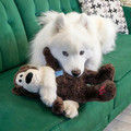 Wild Knots Bear Jumbo, Assorted Colors
