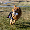 Wubba Sport, Soccer Ball