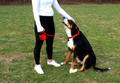 KONG Retractable Leash Terrain Red