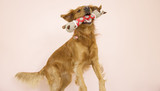 2024 Holiday Gift Guide for Dogs and Dog Lovers