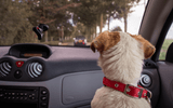 7 Tips for Road Trips with Rover