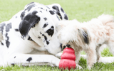 Beyond Peanut Butter: What to stuff in a KONG