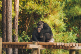 Chimp Haven: A second chance at forever