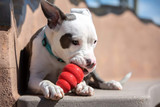 Why Shelter Dogs Need Daily KONGs | Dopamine & Mental Health for Shelter Dogs