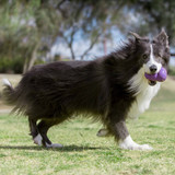 7 Tips For Exercising Senior Dogs