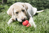 Your Dog’s Gut Health: What to Know & How a KONG Can Help