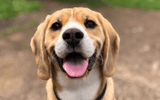 Good Dog's Guide to Getting Adopted