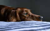 How to Manage Separation Anxiety in Dogs