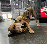 Dogs with Jobs: Maverick the Hockey Pup