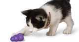 Cat Toys You Didn't Know You Needed
