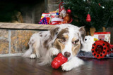 Pet Parents Guide to the Holidays