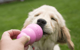Start Smart: How to Introduce Your Dog to KONG