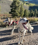 Dogs with Jobs: Sled Dogs