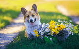 Springtime Safety - Pet Friendly Plants