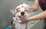 Tips for a Great Groom at Home