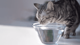 How can I get my cat to drink more water?