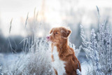 Keep your dog entertained indoors this winter!