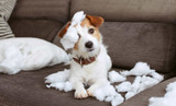 Naughty Dogs Are Bored Dogs
