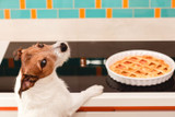Safe—and Hazardous—Holiday Foods for Dogs