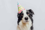 5 Fun Ways to Celebrate Your Pet's Birthday