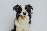 Why You Should Brush Your Pet’s Teeth