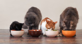Feline-Friendly Human Foods