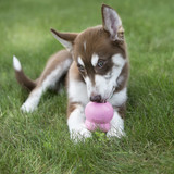 Easy Treat Puppy