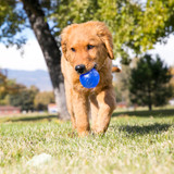 Squeezz Ball, Assorted Colors