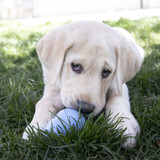 KONG Puppy Blue