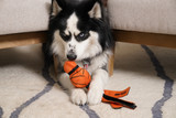 Paws and Brackets: The Dog Mascots of March  