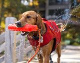 Best Swim Toys for Dogs