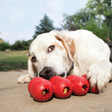 Simple Tips to Keep Your Dog Mentally Stimulated