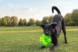 Obsessed With the Ball: The Dog Owner's Guide to Surviving Soccer Season