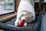 Understanding and Meeting Your Pet's Specific Enrichment Needs