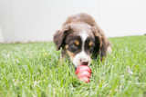 How To Calm Dogs With KONG
