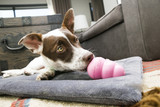 How to Alleviate Your Dog’s Stress When Going to the Vet