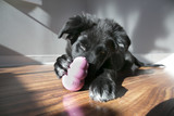 Puppy Proofing your Home
