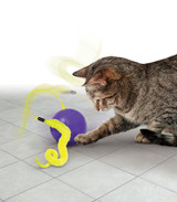 Training Cats? Yes Really! (Part 2)