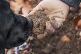 From Truffle Time to Playtime: How One Truffle Dog Trainer Uses KONG to Train Better Working Dogs