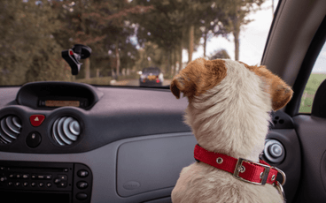 7 Tips for Road Trips with Rover