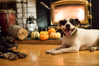 A Happier, Safer Home for the Holidays