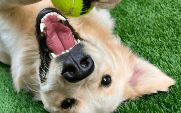 Boredom Busters for Your Dog