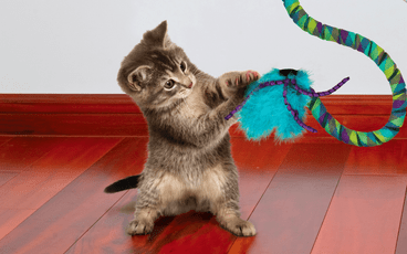 Cats Need to Play!