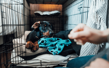 Crate Training