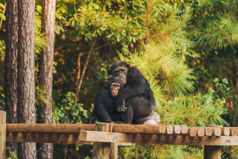 Chimp Haven: A second chance at forever