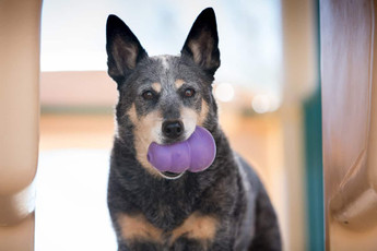The Perks of Adopting a Senior Dog