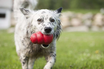 Choosing the Right KONG®
